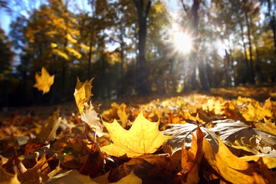 Agricultura, pastura i boscos