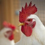 Gallina empordanesa