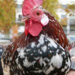 Gallina flor d'ametller