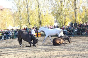 IMG_0017