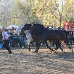 IMG_0222