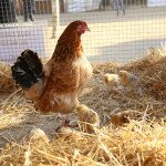 IMG_0379