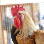 IMG_0397