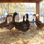 IMG_0402