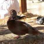 IMG_0403 copia