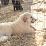 IMG_0417 copia
