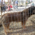 IMG_0422 copia