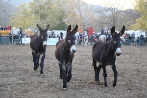 IMG_0453