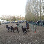 IMG_0497