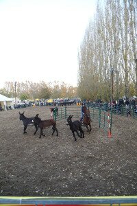 IMG_0497