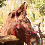 img_0826