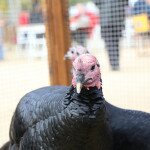 img_2039