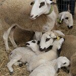 img_2060