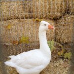 img_4503