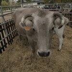 IMG_6320