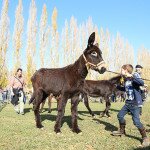 IMG_6950