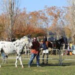 IMG_7141