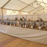IMG_7393
