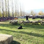 IMG_9248