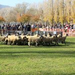 IMG_9335