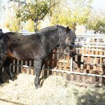 IMG_9452
