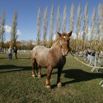 _MG_4643