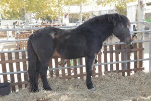 cavall de tir catala - fira sant martiria