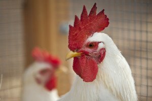 gallina empordanesa - fira sant martiria