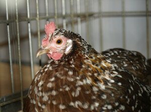 gallina flor de l'ametller - fira sant martiria