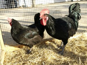 gallina penedesenca - fira sant martiria