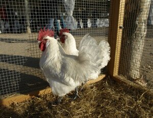 gallina prat - fira sant martiria