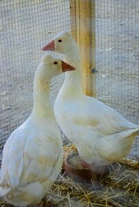 oca empordanesa - fira sant martiria