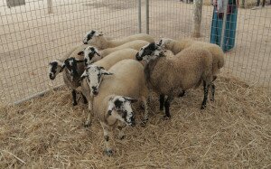 ovella ripollesa - fira sant martiria