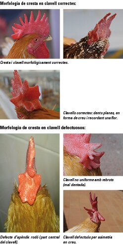 La cresta de clavell